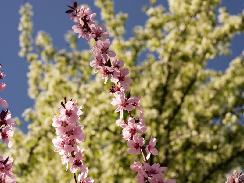 До половини врожаю кісточкових втрачено – Укргідрометцентр