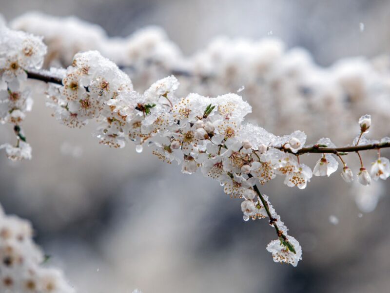 Дощ, мокрий сніг і заморозки: погода на понеділок