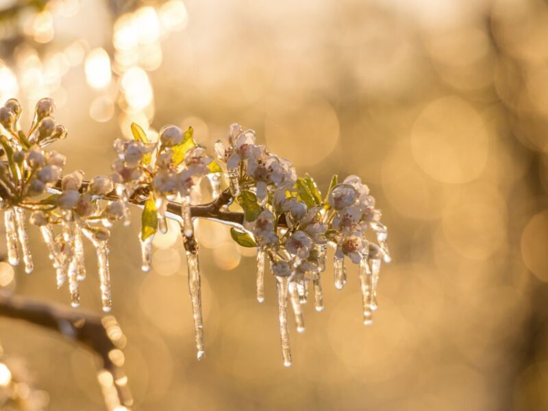 Дощі та заморозки прогнозують на Великдень