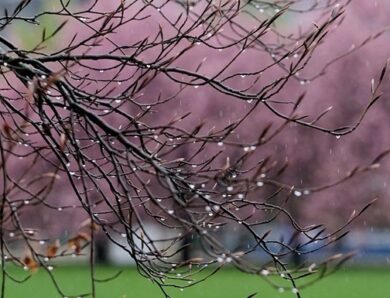 Холод і нічні заморозки: якою буде погода у найближчі дні