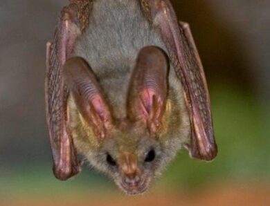 Коронавірус кажанів мутує для нових спроб зараження людей – вчені