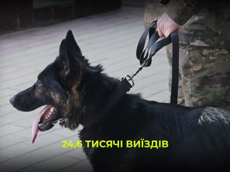 Майже 900 службових собак: як працює кінологічна служба Нацполіції