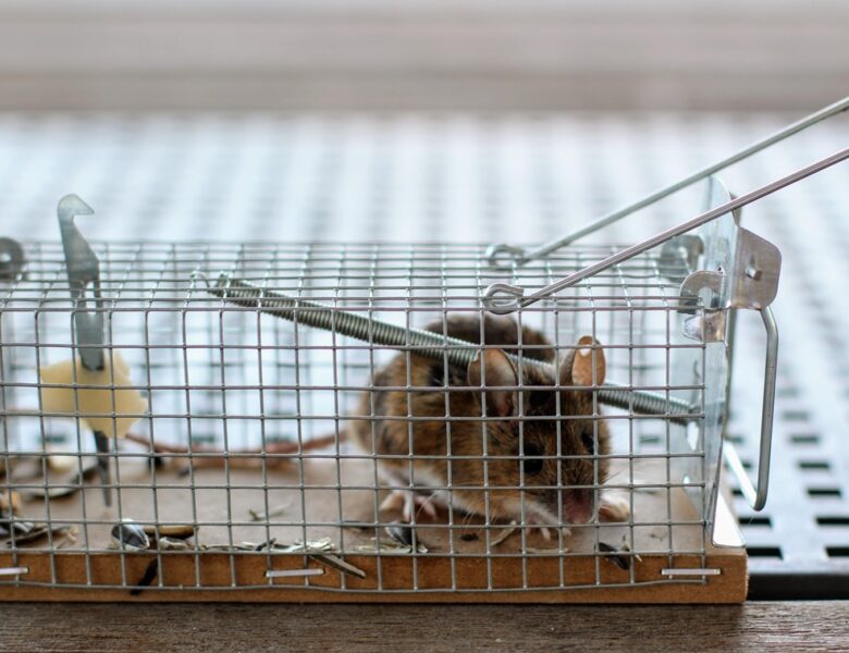 Миша перехитрила господаря і втекла з пасткою: курйозні кадри