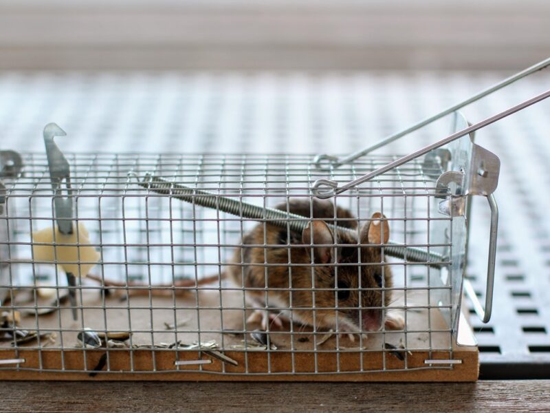 Миша перехитрила господаря і втекла з пасткою: курйозні кадри