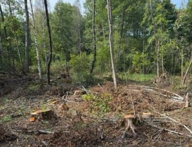 На Львівщині незаконно зрубали 19 тисяч дерева на 103 млн