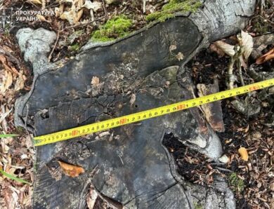 На Прикарпатті вивлено незаконну рубку дерев майже 387 млн грн