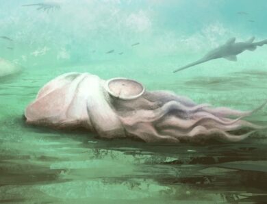 Найдавніший відомий восьминіг виявився зовсім іншою істотою