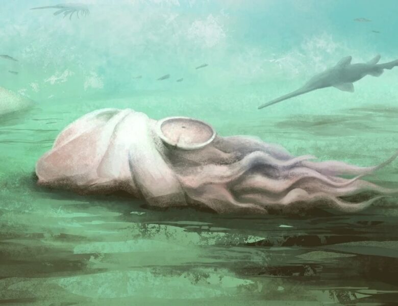 Найдавніший відомий восьминіг виявився зовсім іншою істотою