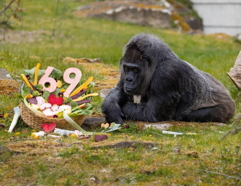 Найстаріша горила світу відсвяткувала 69-річчя