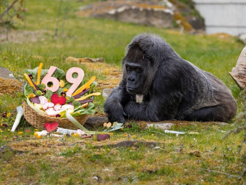 Найстаріша горила світу відсвяткувала 69-річчя