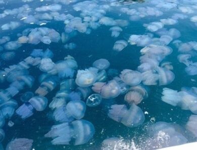 Росіяни виловлюватимуть медуз для “харчових цілей”