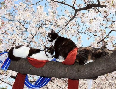 Синоптики повідомили, коли в Україну вернеться тепло