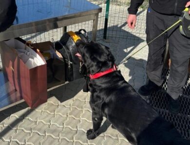 Службовий пес допоміг знайти близько 4 млн у багажі жительки Закарпаття