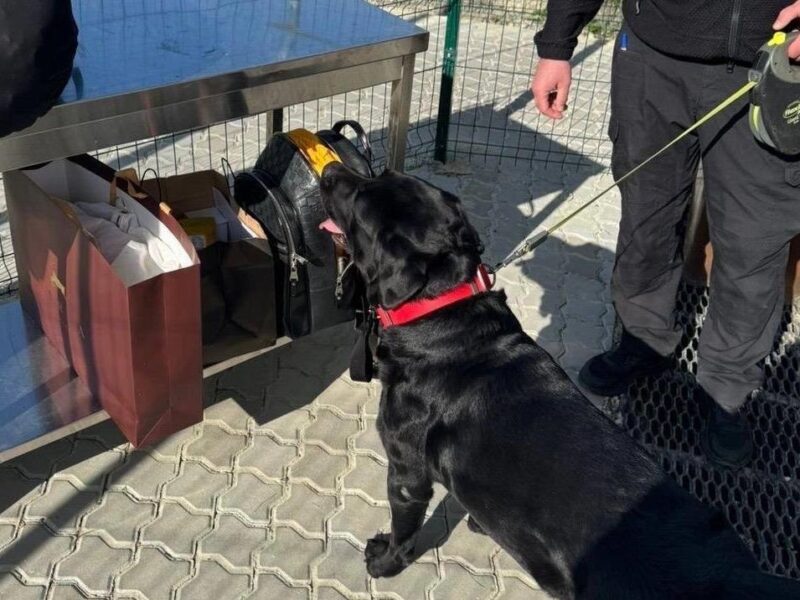Службовий пес допоміг знайти близько 4 млн у багажі жительки Закарпаття