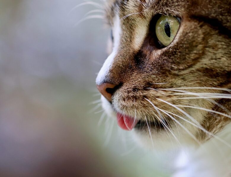 Стало відомо, для чого котам вуса
