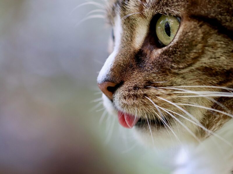 Стало відомо, для чого котам вуса