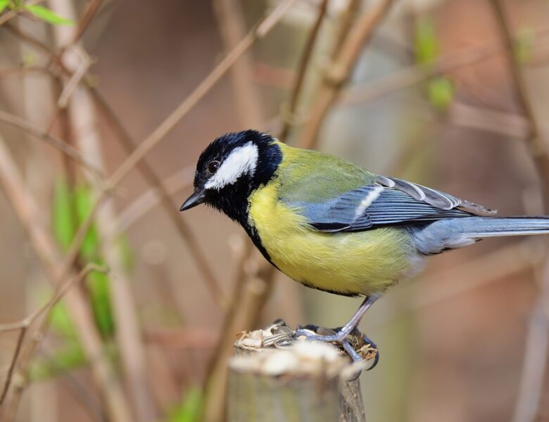 Свята 15 квітня 2026 року: факти, традиції, прикмети
