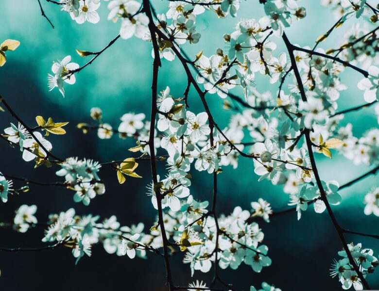 Свята 2 квітня 2026 року: іменини, прикмети