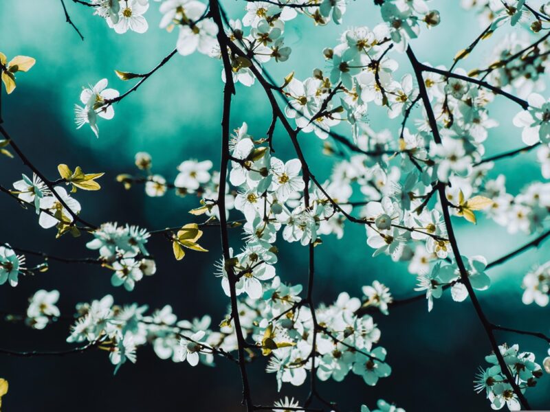 Свята 2 квітня 2026 року: іменини, прикмети