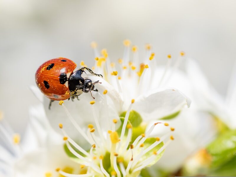 Свята 21 квітня 2026 року: народні прикмети