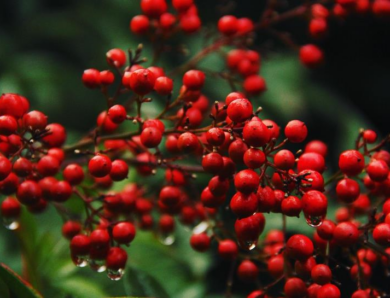 Свята 22 квітня 2026 року: іменини, традиції