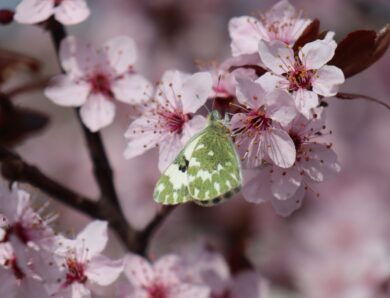 Свята 27 квітня 2026: іменини, заборони, факти