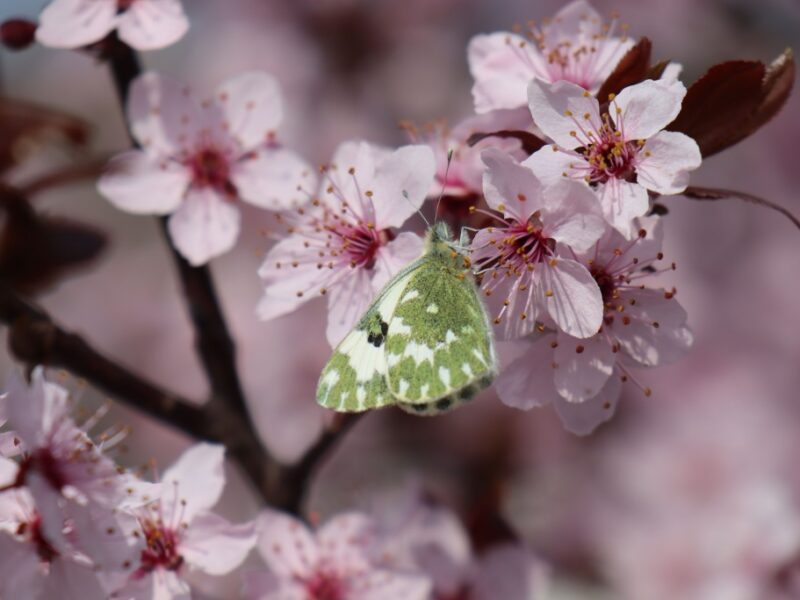 Свята 27 квітня 2026: іменини, заборони, факти