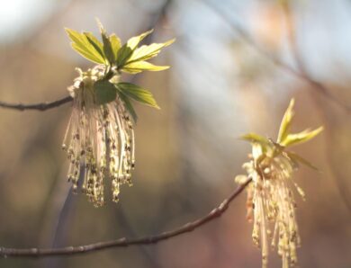 Свята 9 квітня 2026 року: іменини, прикмети