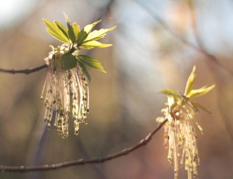 Свята 9 квітня 2026 року: іменини, прикмети