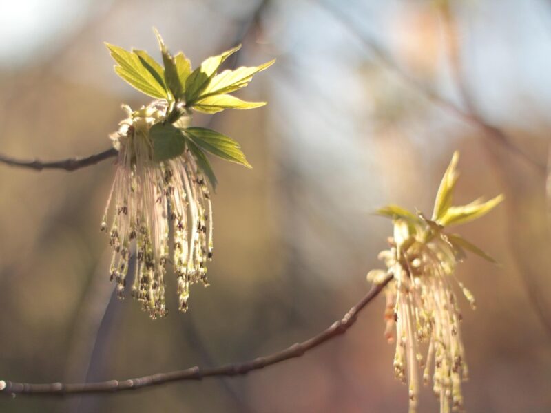 Свята 9 квітня 2026 року: іменини, прикмети