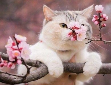 Травень в Україні: прогноз погоди та кліматичні особливості