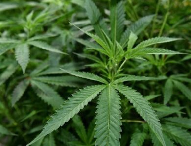 У Болгарії викрили підземну плантацію канабісу