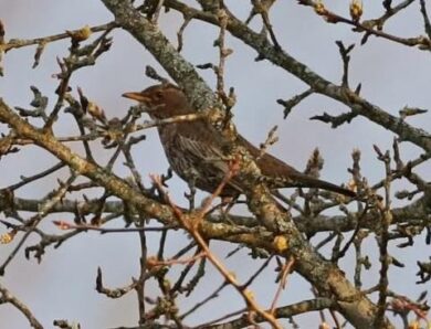 У Чорнобильському заповіднику зафіксували рідкісного птаха
