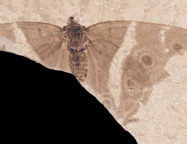У Франції знайшли cкам’янілість із найдавнішим метеликом-імператором