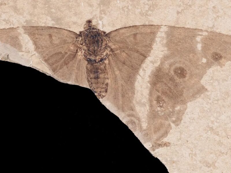 У Франції знайшли cкам’янілість із найдавнішим метеликом-імператором
