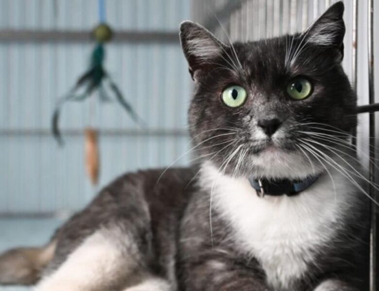 У Львові в тестовому режимі запрацював Банк крові для котів