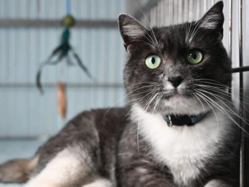 У Львові в тестовому режимі запрацював Банк крові для котів