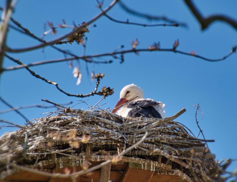 У знаменитих лелек Грицика і Одарки поповнення