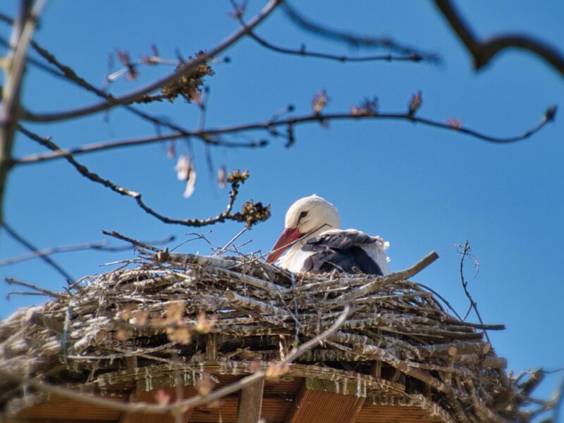 У знаменитих лелек Грицика і Одарки поповнення