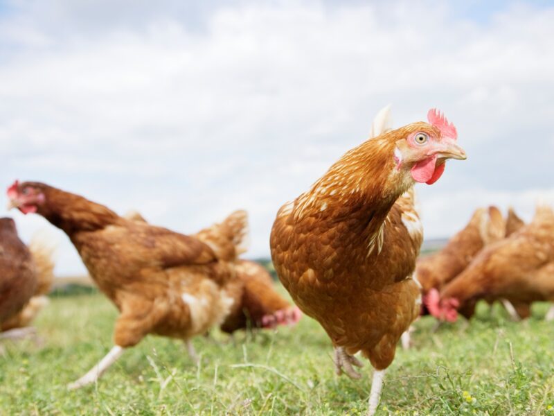 Україна рекордно наростила експорт м&rsquo;яса птиці