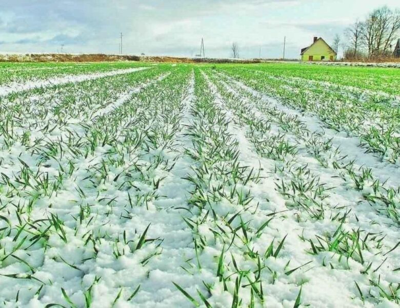 Урожай 2026: чи не виморозила зима наши поля і сади