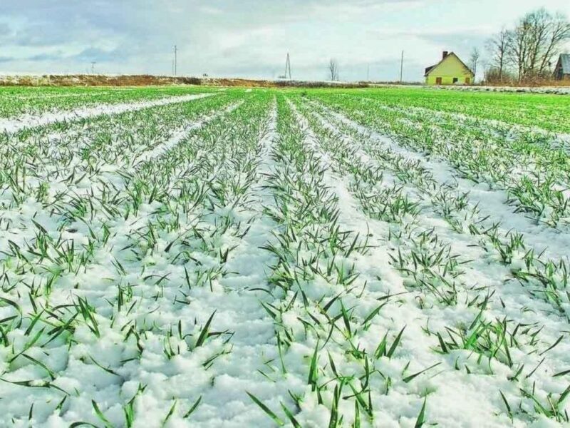 Урожай 2026: чи не виморозила зима наши поля і сади