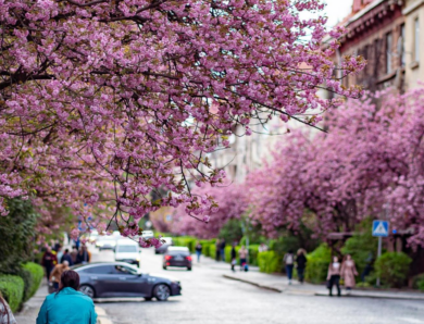 Ужгород знову став рожевим містом: сезон цвітіння сакур вражає