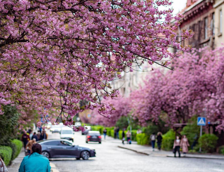 Ужгород знову став рожевим містом: сезон цвітіння сакур вражає