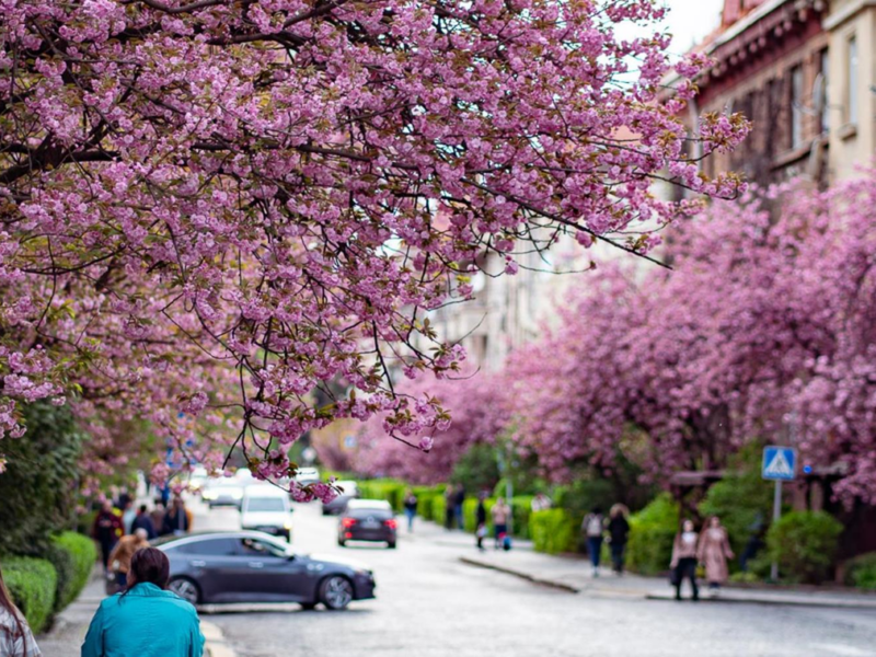 Ужгород знову став рожевим містом: сезон цвітіння сакур вражає