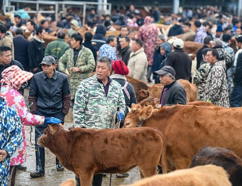 В Китаї на кордоні з Росією виявили спалах ящуру