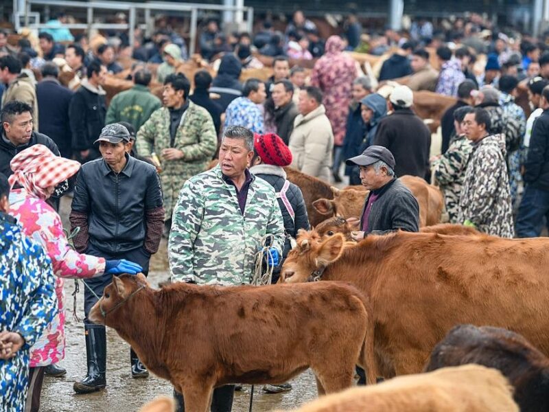В Китаї на кордоні з Росією виявили спалах ящуру