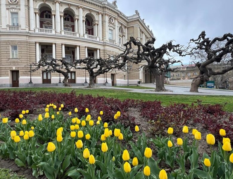 В Одесі зацвіли нідерландські тюльпани: місто готується до квіткового буму