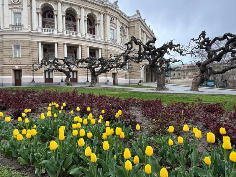 В Одесі зацвіли нідерландські тюльпани: місто готується до квіткового буму