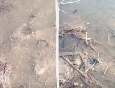 В Одеській області зафіксовано мільярди комарів